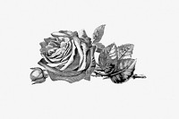 Vintage Victorian style rose engraving