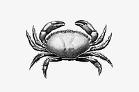 Vintage Victorian style crab engraving