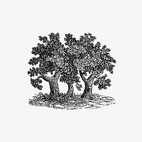 Vintage Victorian style tree engraving. Original from the British Library. Digitally enhanced by rawpixel.