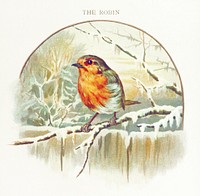 Winter bird illustration from Nursery Songs (1893) by Jessie Hall. Original from the British Library. Digitally enhanced by rawpixel.