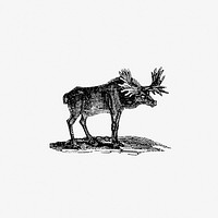 Moose illustration from The Polar Regions of the Western Continent Explored (1831) by <a href="https://www.rawpixel.com/search/William%20Joseph%20Snelling?sort=curated&amp;page=1">William Joseph Snelling</a>. Original from the British Library. Digitally enhanced by rawpixel.