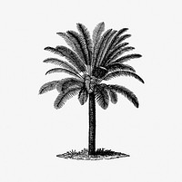 Vintage European style palm tree engraving