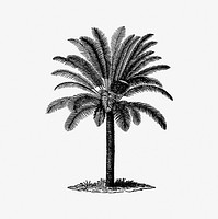 Vintage European style palm tree engraving by <a href="https://www.rawpixel.com/search/James%20Dwight%20Dana?sort=curated&amp;page=1">James Dwight Dana</a> (1875). Original from the British Library. Digitally enhanced by rawpixel.