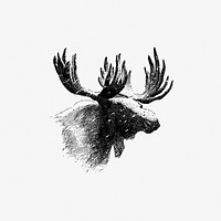 Vintage European style moose engraving