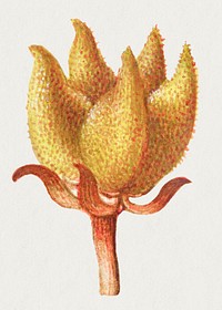 Rampion bellflower blossom psd illustration hand drawn