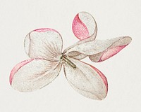 White Germander flower hand drawn illustration