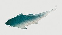 Common carp fish design element 