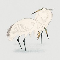 Two egret birds illustration mockup
