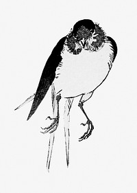 Vintage illustration of a swallow on off white background
