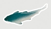 Common carp fish sticker design element 