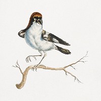 Lanius on a tree branch vintage illustration