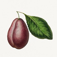 Vintage plum with leaf illustration