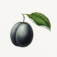 Vintage plum illustration