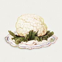 Vintage hand drawn cauliflower illustration