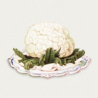 Vintage hand drawn cauliflower design element