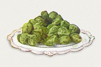 Vintage hand drawn brussels sprouts design element