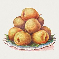 Vintage hand drawn pears illustration<br /> 