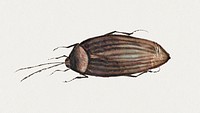 Single brown bug vintage illustration