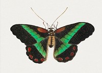 Single green butterfly psd vintage illustration