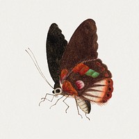 Single butterfly psd insect vintage drawing