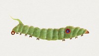 Green caterpillar psd vintage drawing