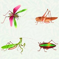 Grasshoppers and bug insect vector vintage illustration collection