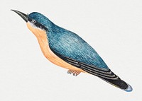 Blue bird psd, remixed from the 18th-century artworks from the Smithsonian archive.
