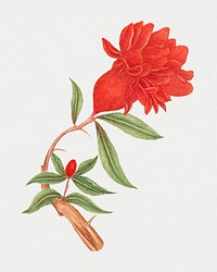 Vintage red blossoms psd illustration, remixed from the 18th-century artworks from the Smithsonian archive.