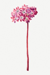 Blooming pink sand verbena hand drawn floral illustration, remixed from the artworks by Mary Vaux Walcott