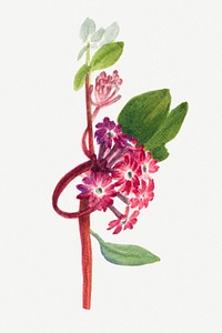 Pink sand verbena flower botanical illustration, remixed from the artworks by Mary Vaux Walcott