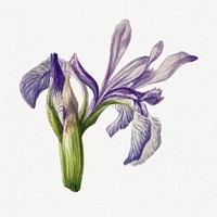 Rocky mountain iris blossom psd illustration hand drawn