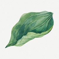 Whippoorwill&#39;s leaf hand drawn illustration, remixed from the artworks by <a href="https://www.rawpixel.com/search/Mary%20Vaux%20Walcott?sort=curated&amp;page=1" target="_blank">Mary Vaux Walcott</a>