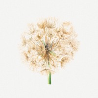 Salsify psd botanical vintage illustration