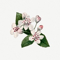 Vintage red chokeberry blooming illustration, remixed from the artworks by Mary Vaux Walcott