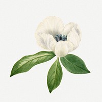 White virginia stewartia flower psd botanical illustration watercolor
