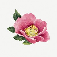 Pink Bourgeau rose botanical illustration watercolor, remixed from the artworks by Mary Vaux Walcott