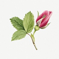 Pink Bourgeau rose bud botanical illustration watercolor, remixed from the artworks by Mary Vaux Walcott