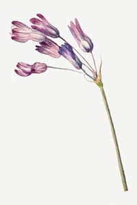 Vintage purple wild hyacinth psd botanical illustration watercolor