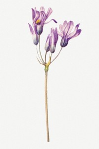 Vintage purple wild hyacinth botanical illustration watercolor, remixed from the artworks by Mary Vaux Walcott