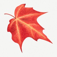 Psd Red autumn leaf botanical illustration watercolor
