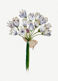 Vintage violet flower botanical illustration watercolor, remixed from the artworks by Mary Vaux Walcott