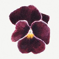 Purple pansy flower psd botanical illustration watercolor