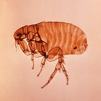 A close left lateral view of a female Oriental rat flea, Xenopsylla cheopis that transmit the bacterium Yersinia pestis, the causative agent of plague.