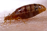 An adult bedbug, Cimex lectularius ingestinging a blood meal. Original image sourced from US Government department: Public Health Image Library, <a href="https://www.rawpixel.com/search/cdc?sort=curated&amp;page=1">Centers for Disease Control and Prevention</a>. Under US law this image is copyright free, please credit the government department whenever you can&rdquo;.