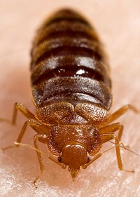 An adult bedbug, Cimex lectularius ingestinging a blood meal. Original image sourced from US Government department: Public Health Image Library, Centers for Disease Control and Prevention. Under US law this image is copyright free, please credit the government department whenever you can”.