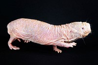 Naked Mole-rat (2011) by Mehgan Murphy. Original from Smithsonian's National Zoo. Digitally enhanced by rawpixel.