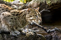 Fishing Cat (2006) by Mehgan Murphy, Smithsonian's Nat. Original from Smithsonian's National Zoo. Digitally enhanced by rawpixel.