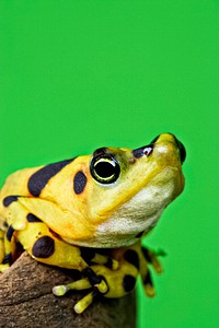 Panamanian Golden Frog (2009) by Mehgan Murphy. Original from Smithsonian&#39;s National Zoo. Digitally enhanced by rawpixel.