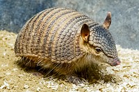 Screaming Hairy Armadillo (2015) by Clyde Nishimura, FONZ Photo Club. Original from Smithsonian&#39;s National Zoo. Digitally enhanced by rawpixel.