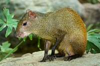 Brazillian Agouti (2018) by Roshan Patel. Original from Smithsonian's National Zoo. Digitally enhanced by rawpixel.